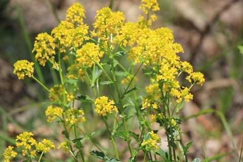 CLOSE-UP OF YELLOW FLOWERS