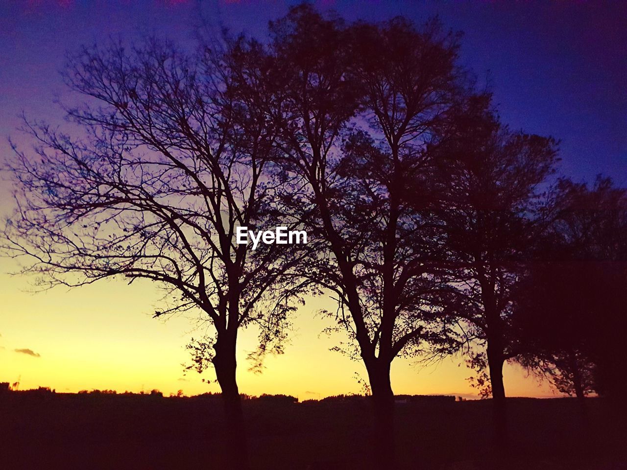 SILHOUETTE OF BARE TREE AGAINST SKY