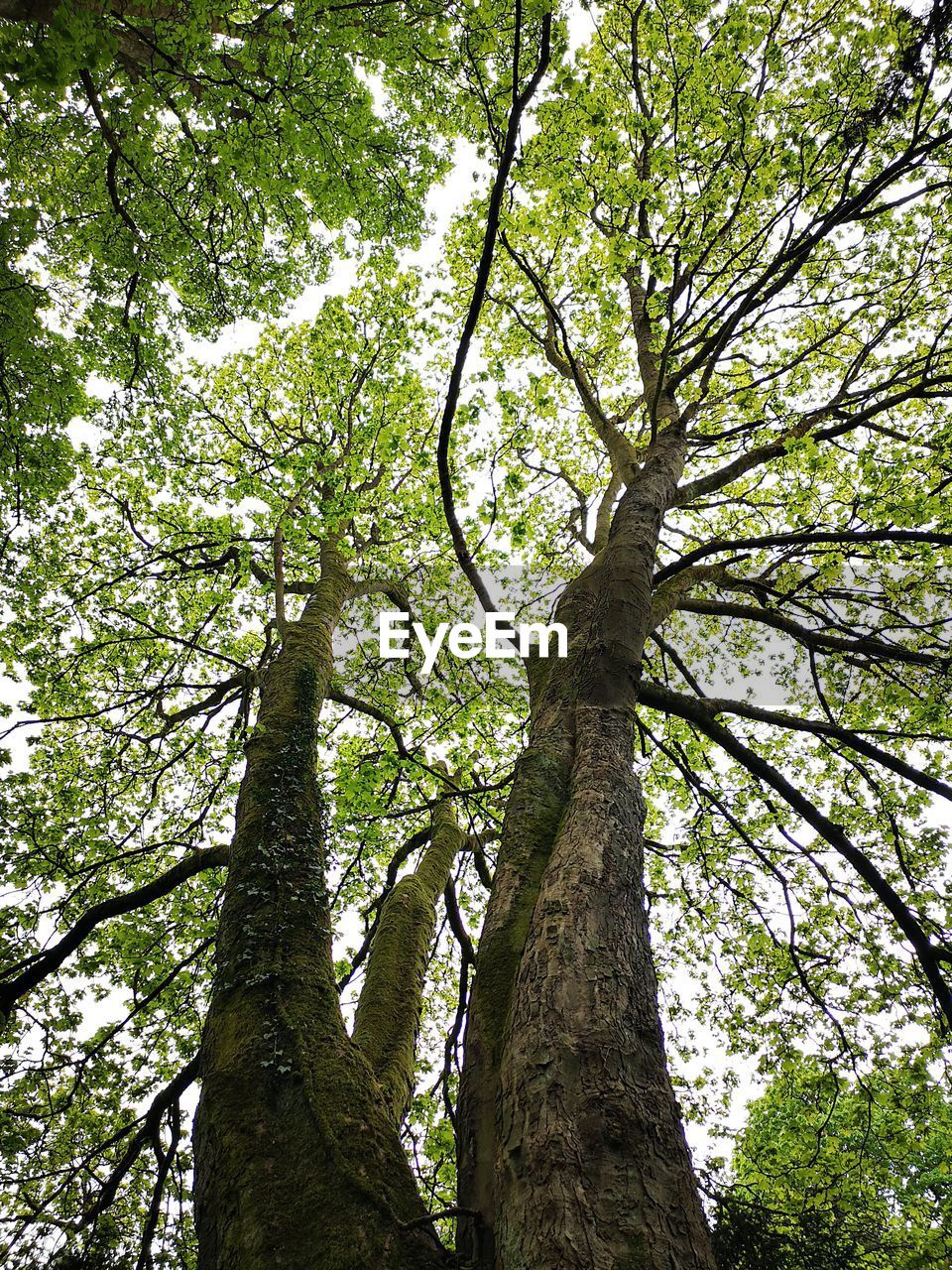 LOW ANGLE VIEW OF TREES AGAINST SKY