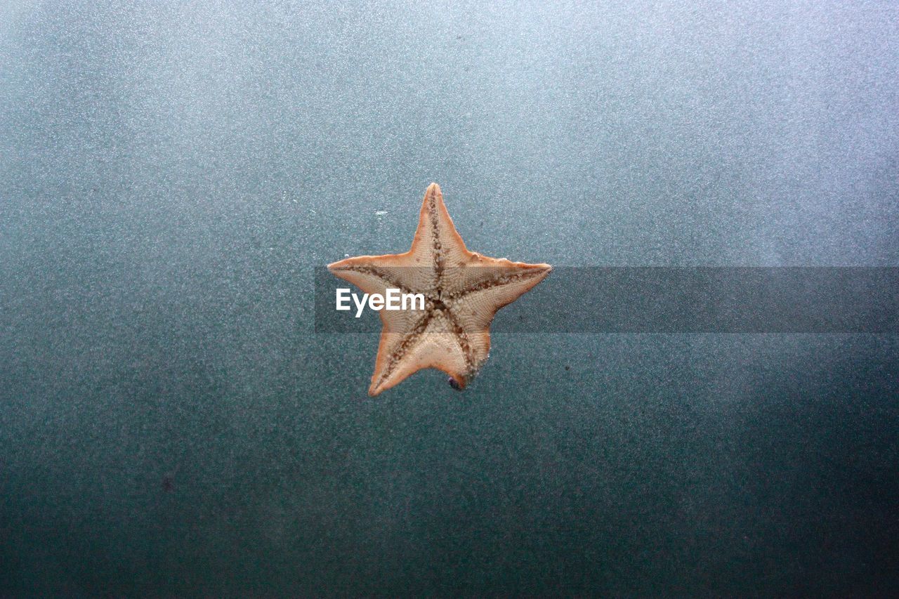 HIGH ANGLE VIEW OF LEAF ON WATER