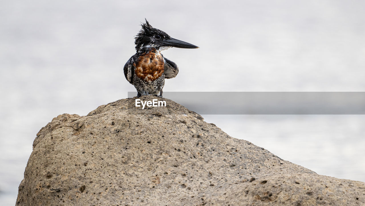 Close-up of king fisher perching on rock