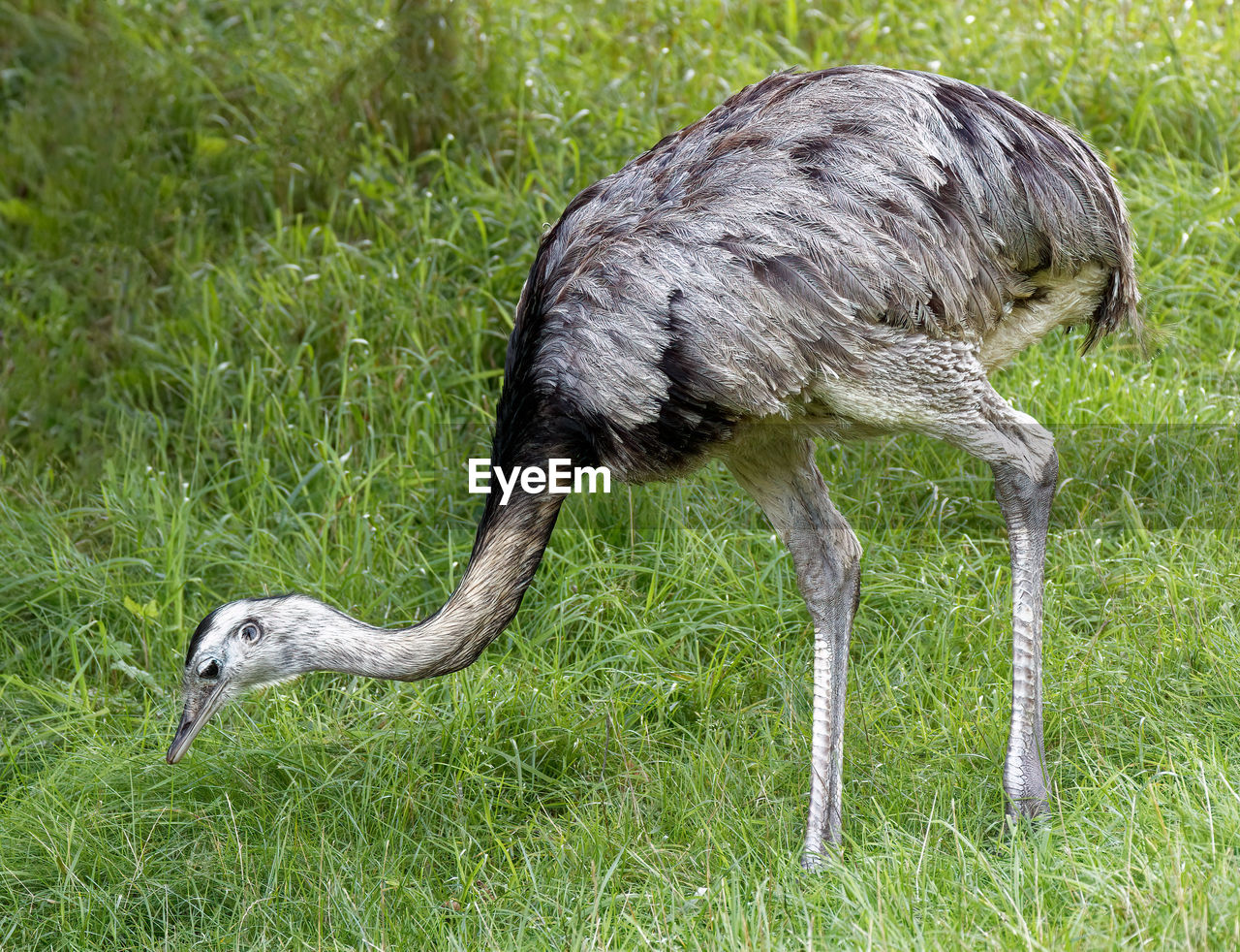 CLOSE-UP OF A BIRD ON FIELD