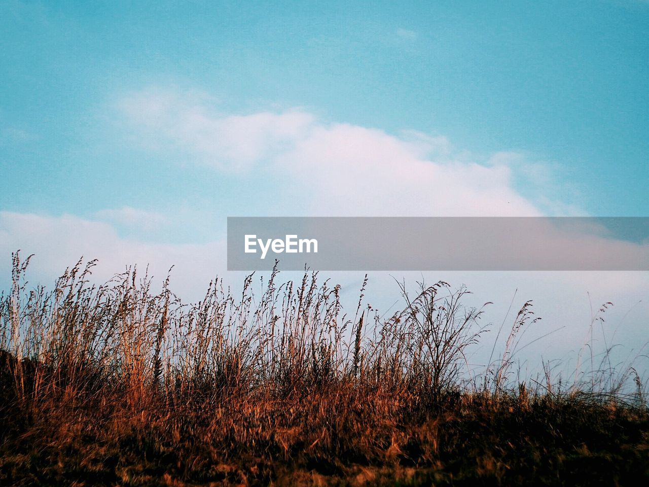 LOW ANGLE VIEW OF TALL GRASS ON LAND AGAINST SKY