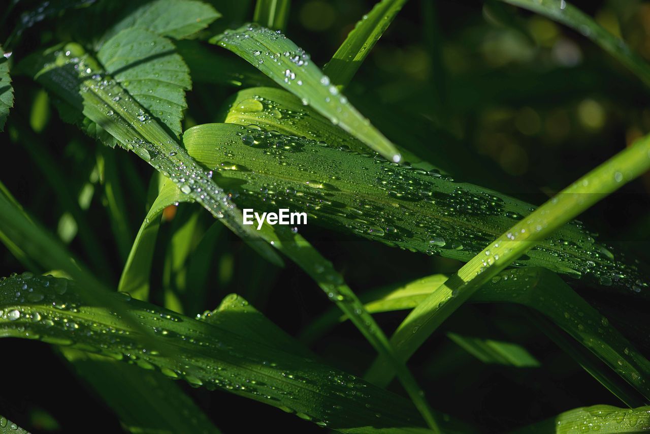 Full frame shot of wet plant