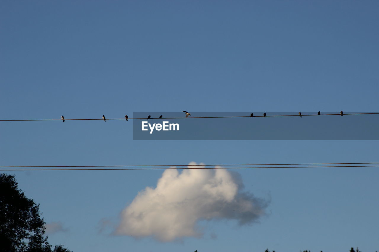 Low angle view of birds perching on power line