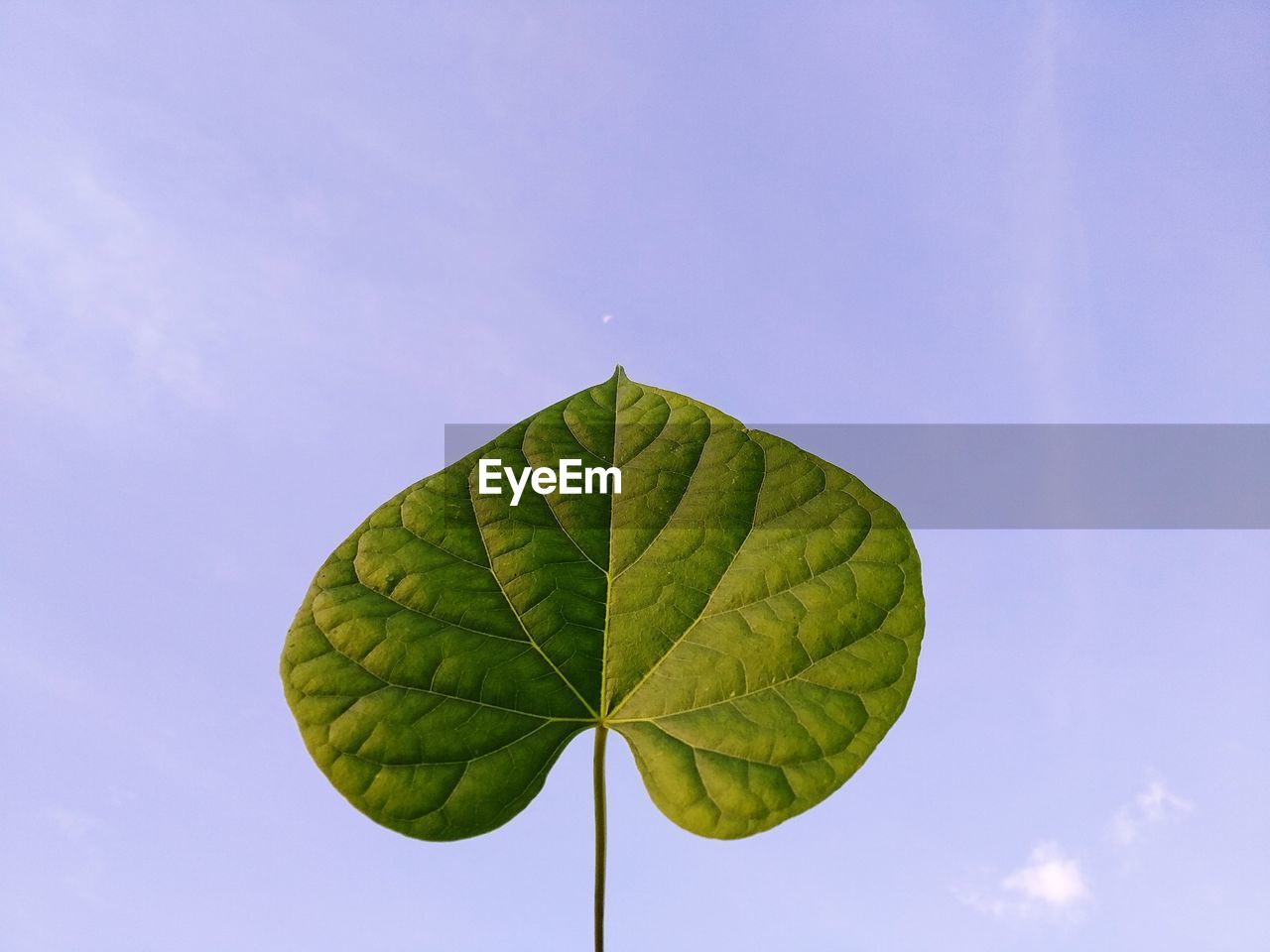 Low angle view of plant leaves against sky