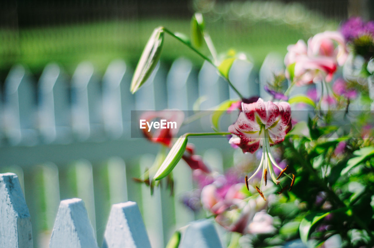 CLOSE-UP OF PINK FLOWERS BLOOMING