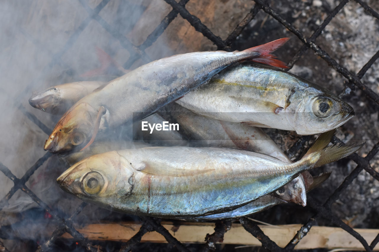 HIGH ANGLE VIEW OF FISH ON LEAF