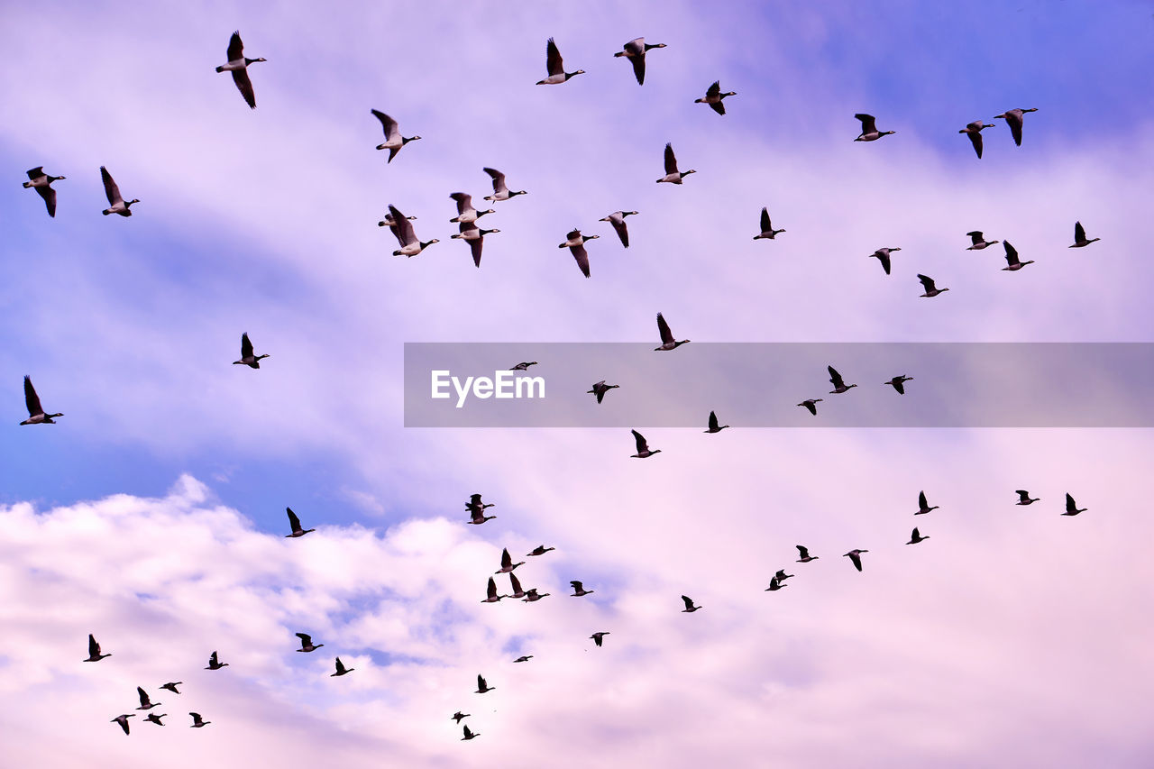 Flock of birds flying against sky during sunset