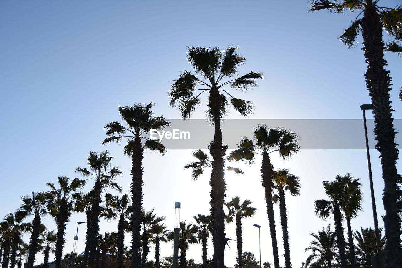 Low angle view of silhouette palm trees against sky on sunny day