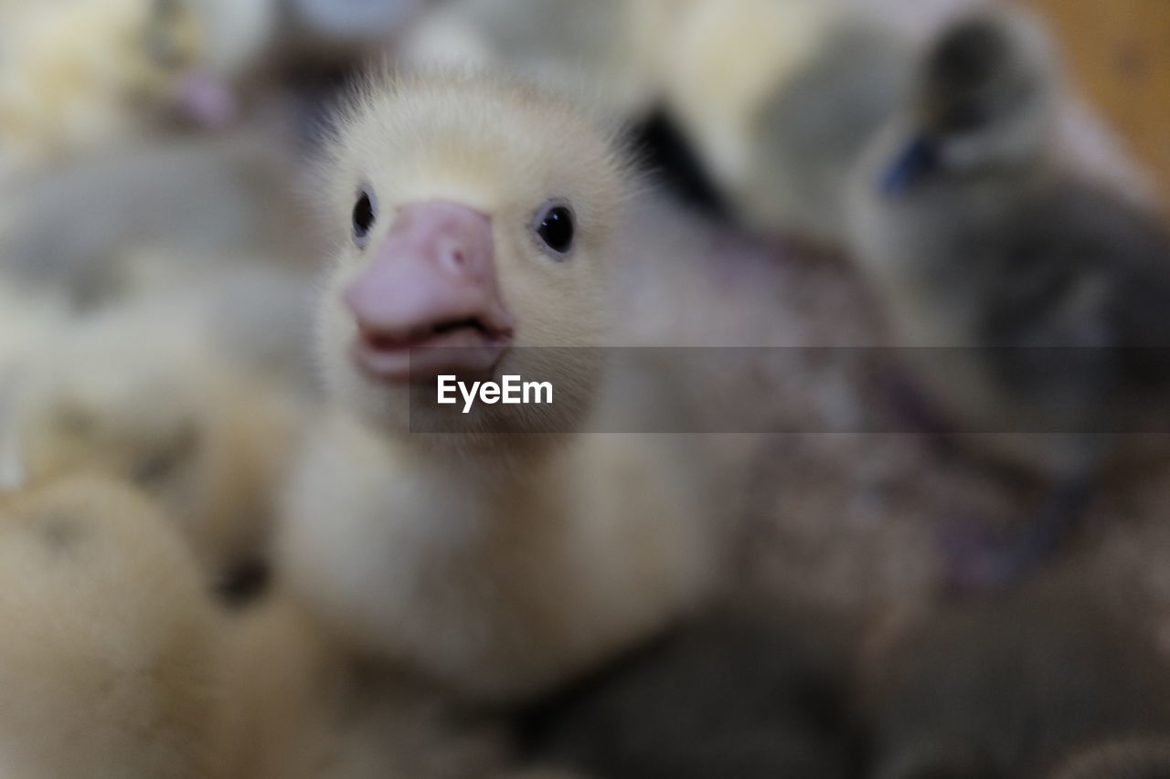 Close-up portrait of duck