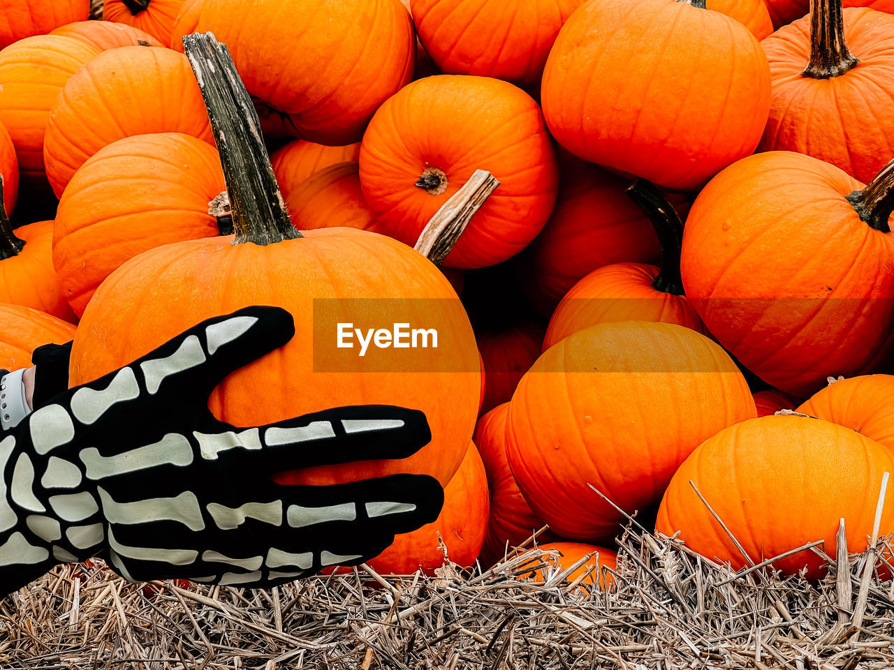 HIGH ANGLE VIEW OF ORANGE PUMPKINS ON FIELD