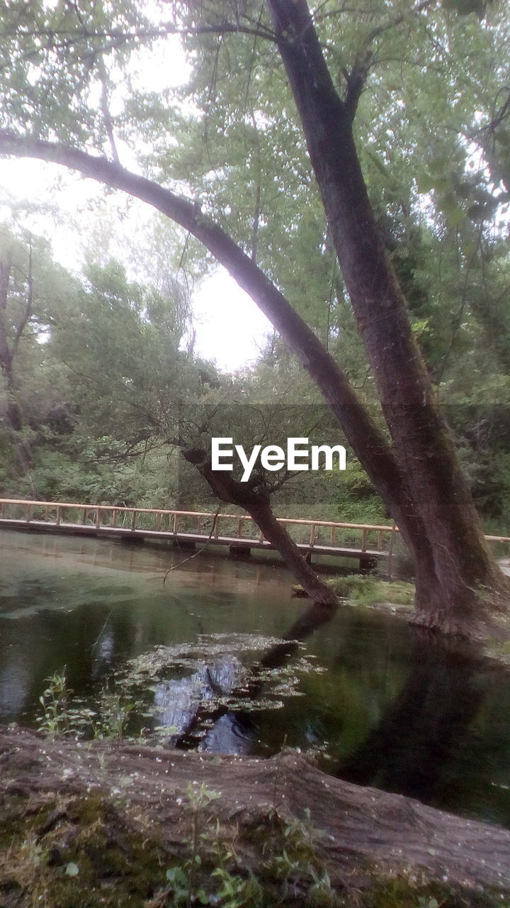 SCENIC VIEW OF LAKE AMIDST TREES IN FOREST