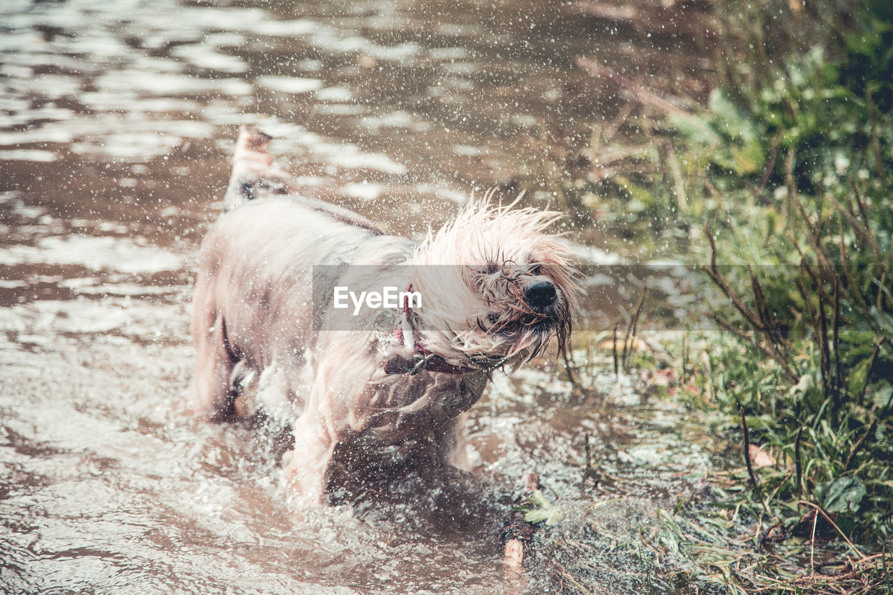 DOG RUNNING ON WATER