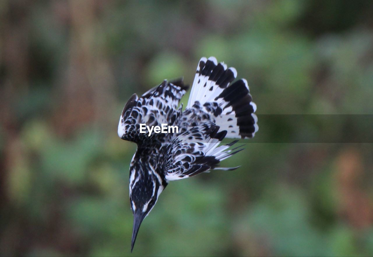 Close-up of  pied kingfisher daving 