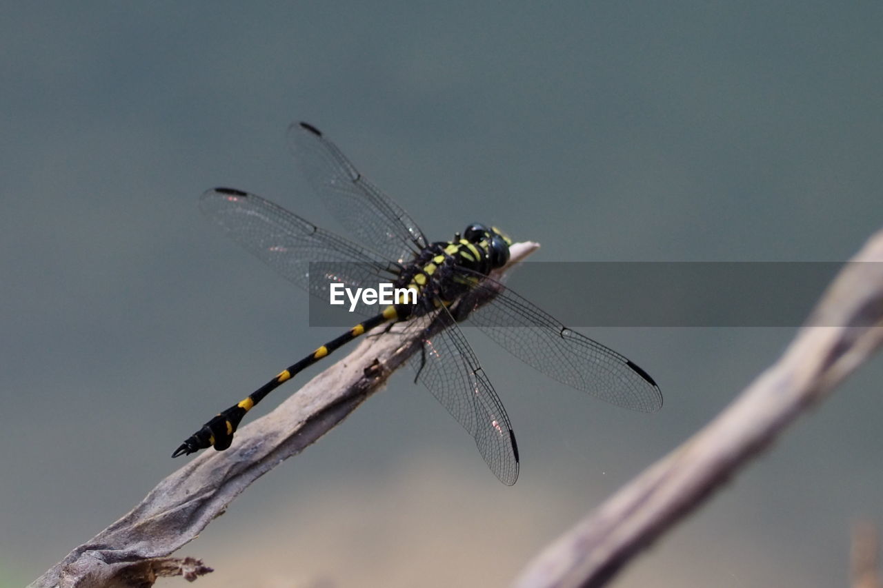 CLOSE-UP OF DRAGONFLY ON PLANT