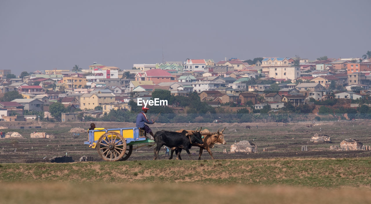 HORSE CART ON STREET AGAINST BUILDINGS