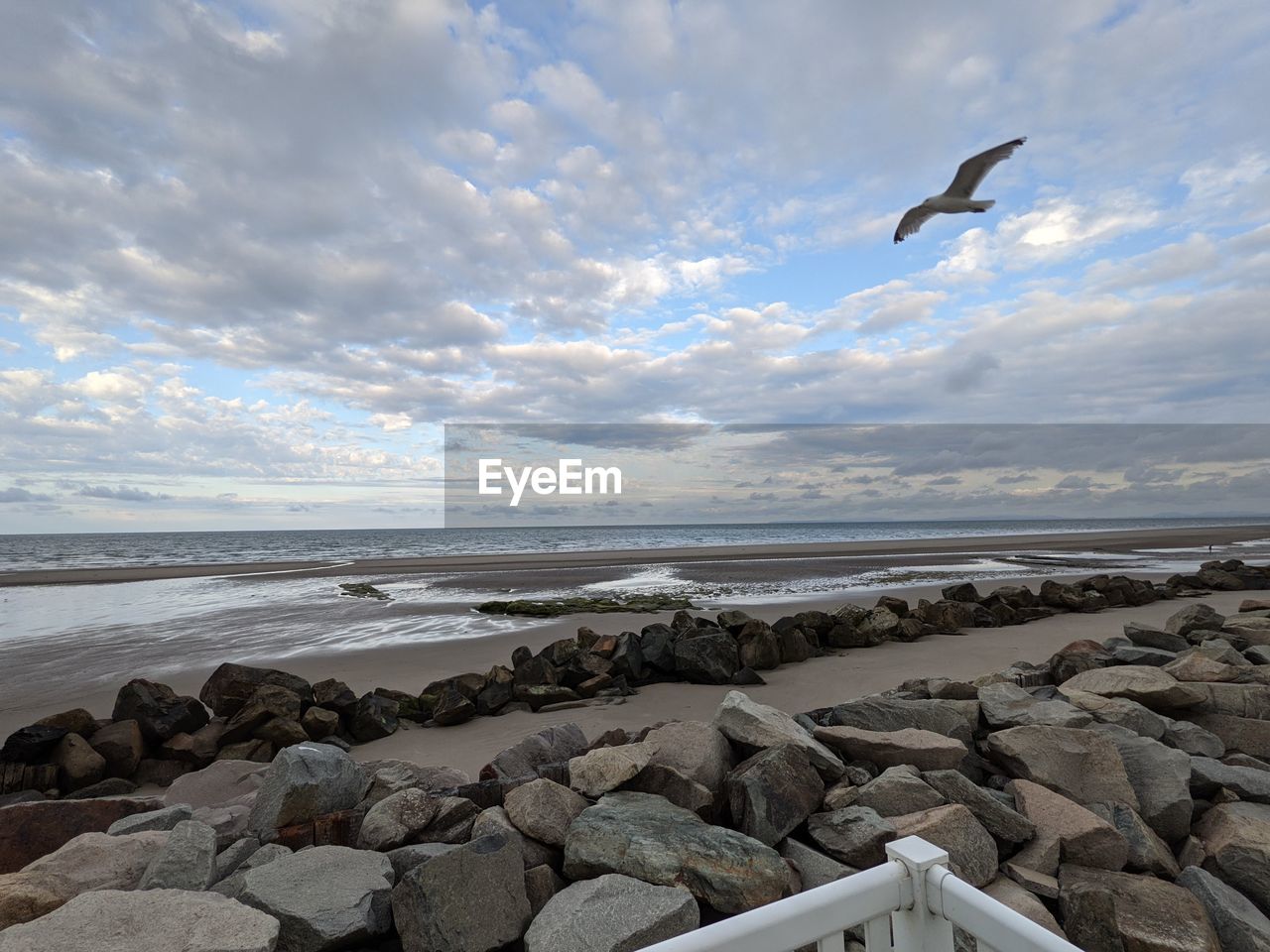 VIEW OF BIRDS ON BEACH