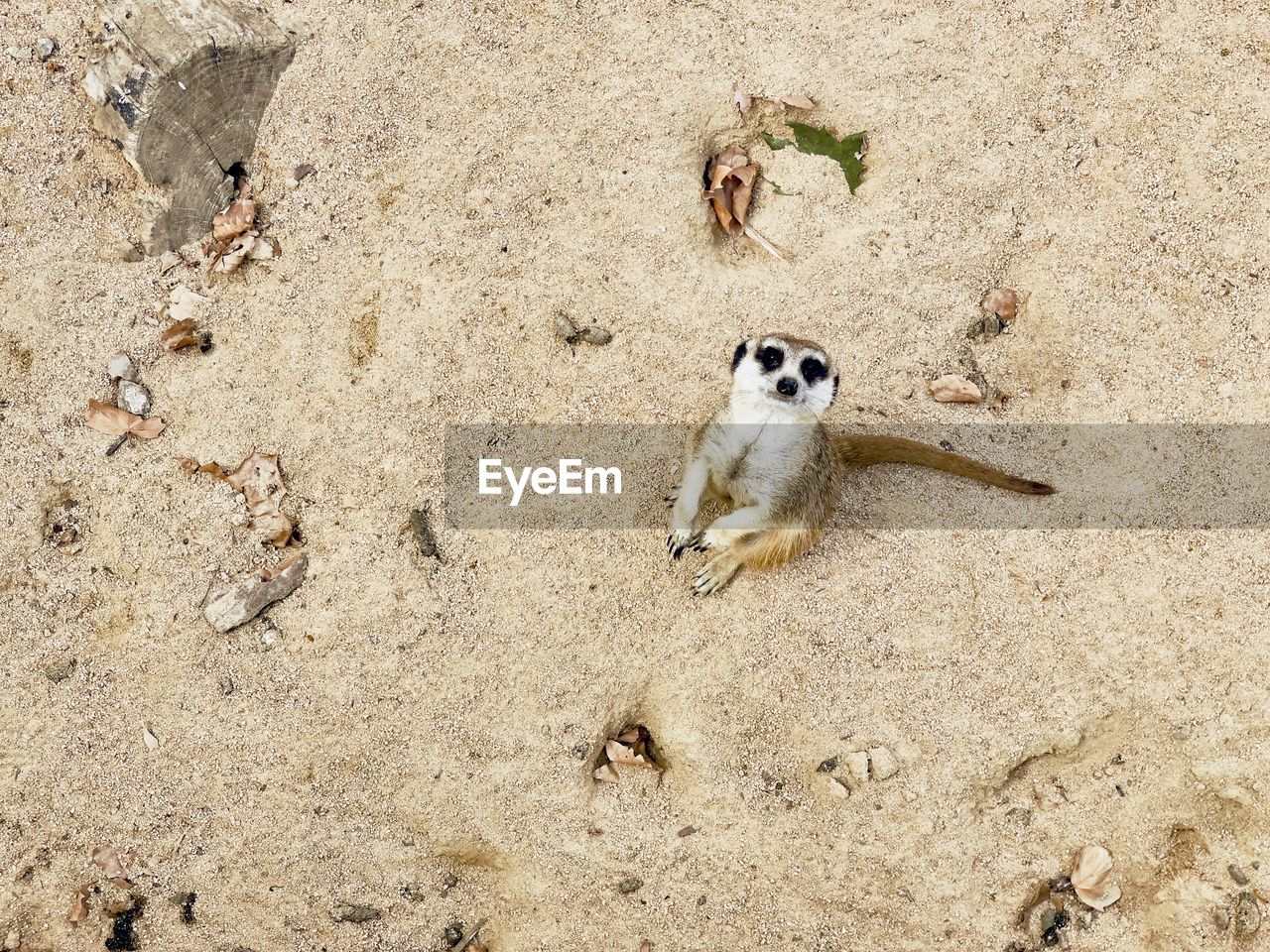 land, sand, animal, animal themes, high angle view, beach, no people, nature, day, animal wildlife, wildlife, one animal, sunlight, meerkat, outdoors, mammal