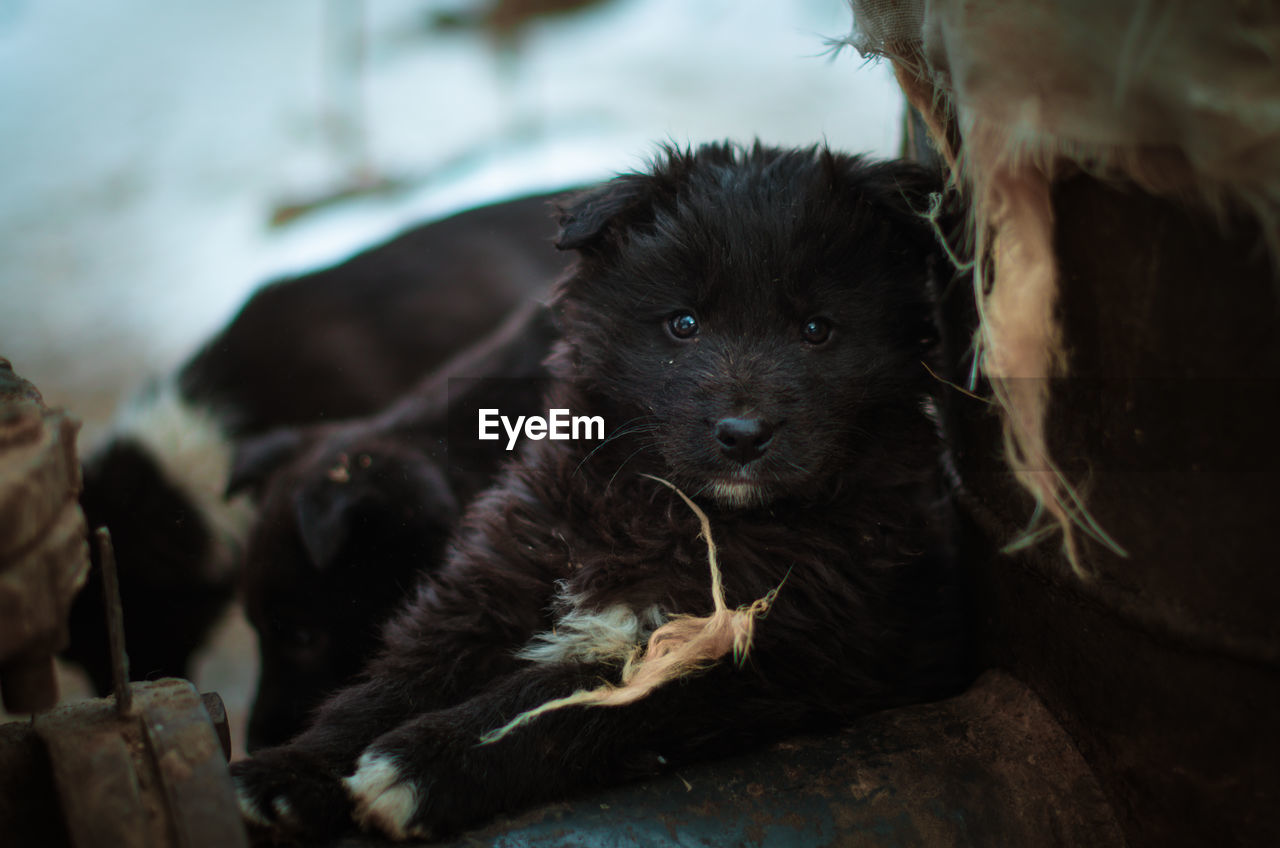 PORTRAIT OF PUPPY SITTING ON FLOOR