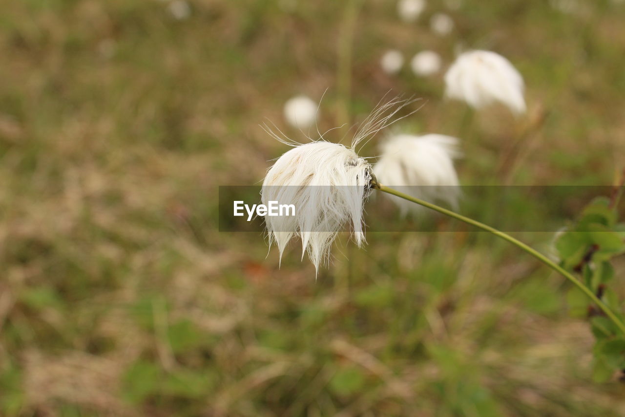 CLOSE-UP OF WHITE PEACOCK