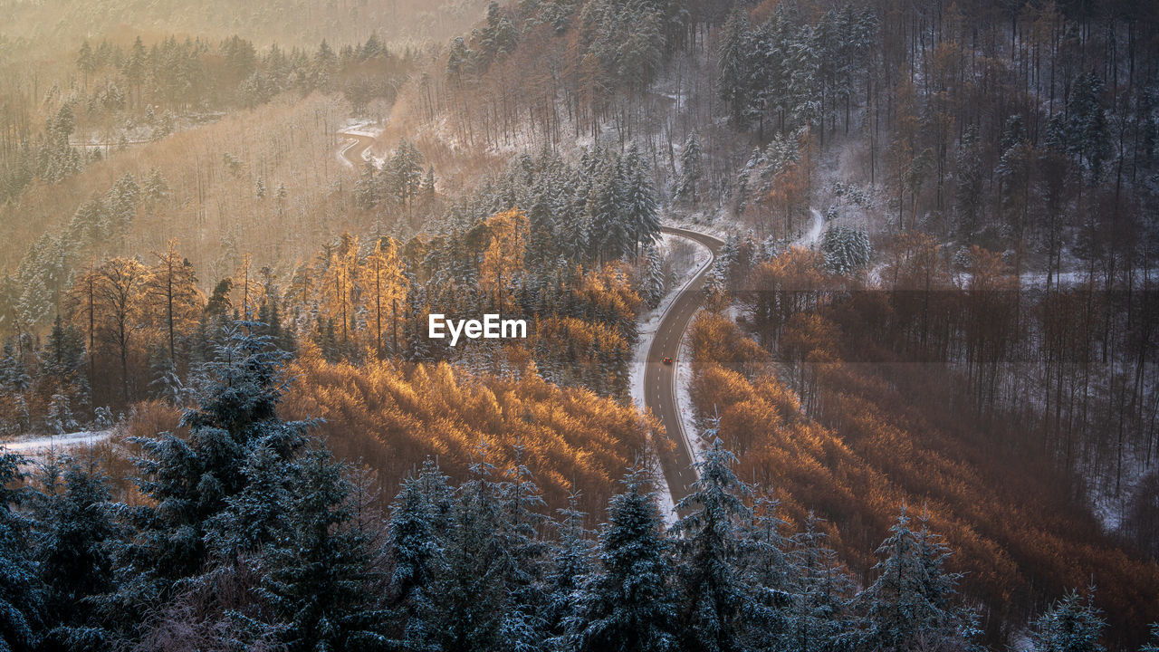 The golden rays of the setting sun hit the trees beside a road through the wintry black forest