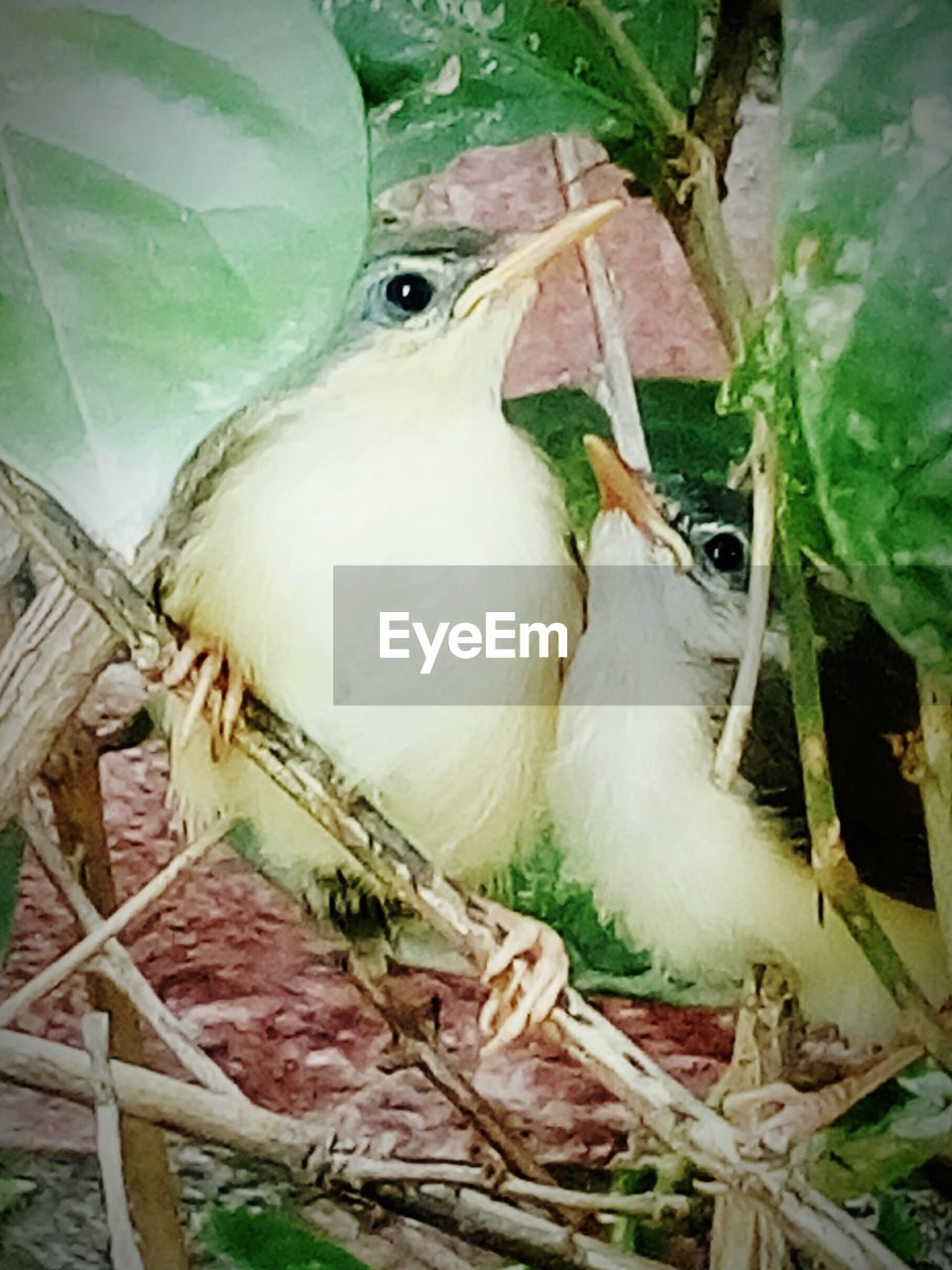 CLOSE-UP OF A BIRD NEST