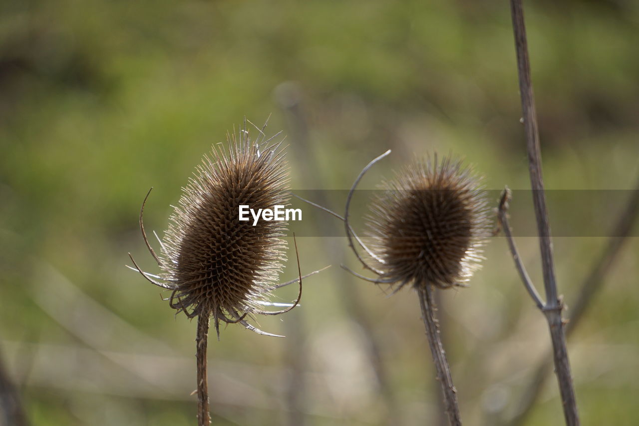 Close-up of plants on field