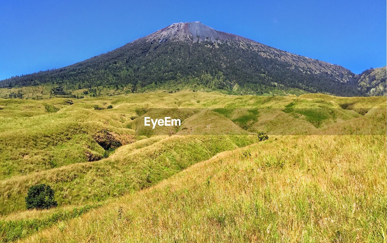 Scenic view of landscape against clear blue sky