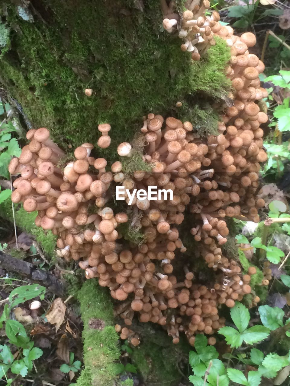 CLOSE-UP OF MUSHROOMS GROWING ON TREE