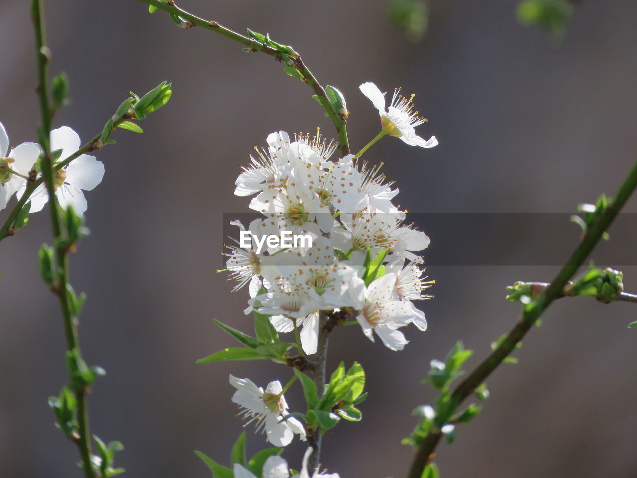 CLOSE-UP OF WHITE CHERRY BLOSSOM