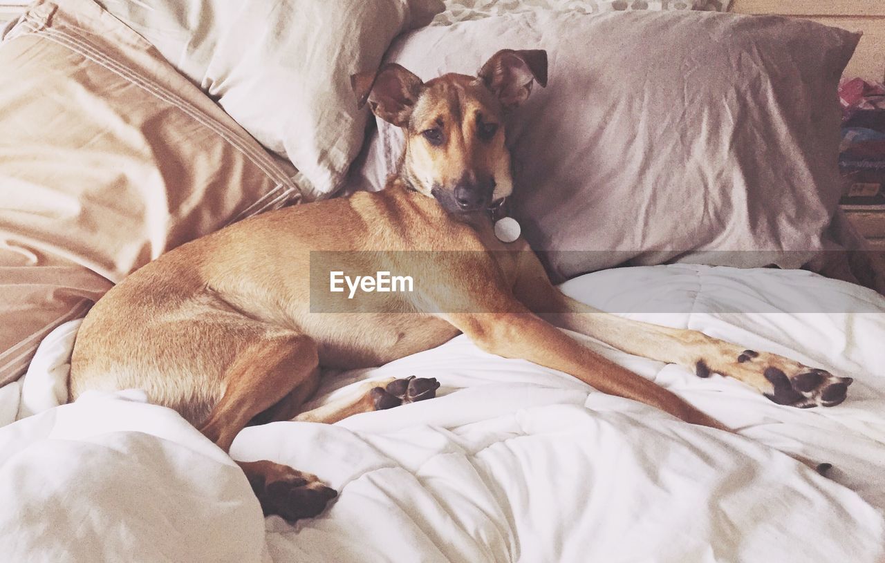 Portrait of dog resting on bed