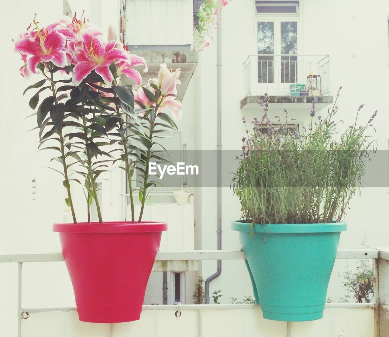 POTTED PLANTS ON THE WALL