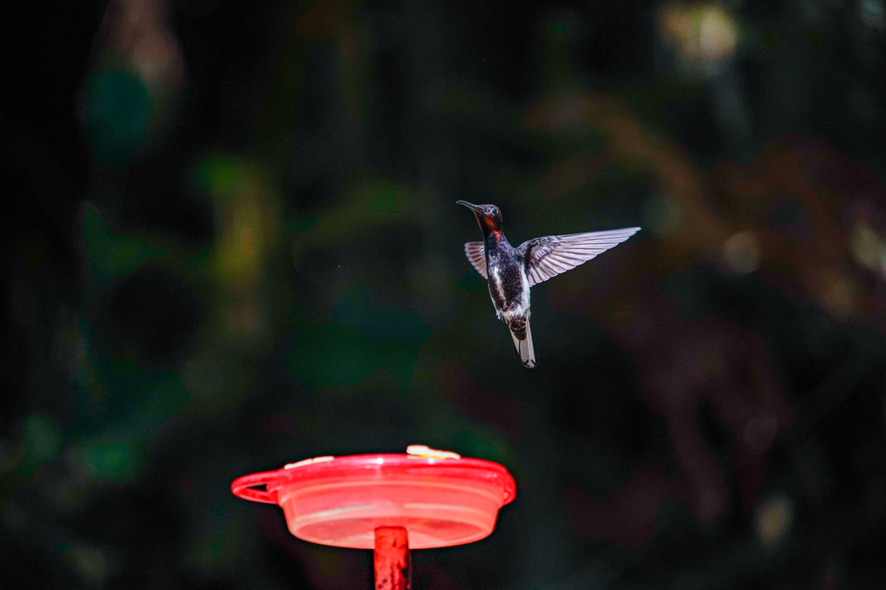 CLOSE-UP OF BIRD FLYING