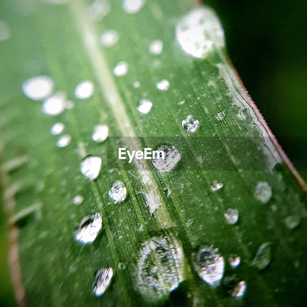 CLOSE-UP OF WET GREEN LEAF ON RAINDROPS