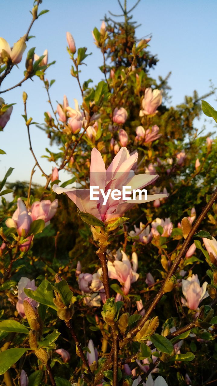 CLOSE-UP OF PINK FLOWERS