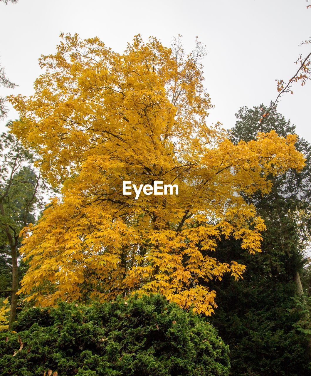 LOW ANGLE VIEW OF YELLOW TREE AGAINST SKY