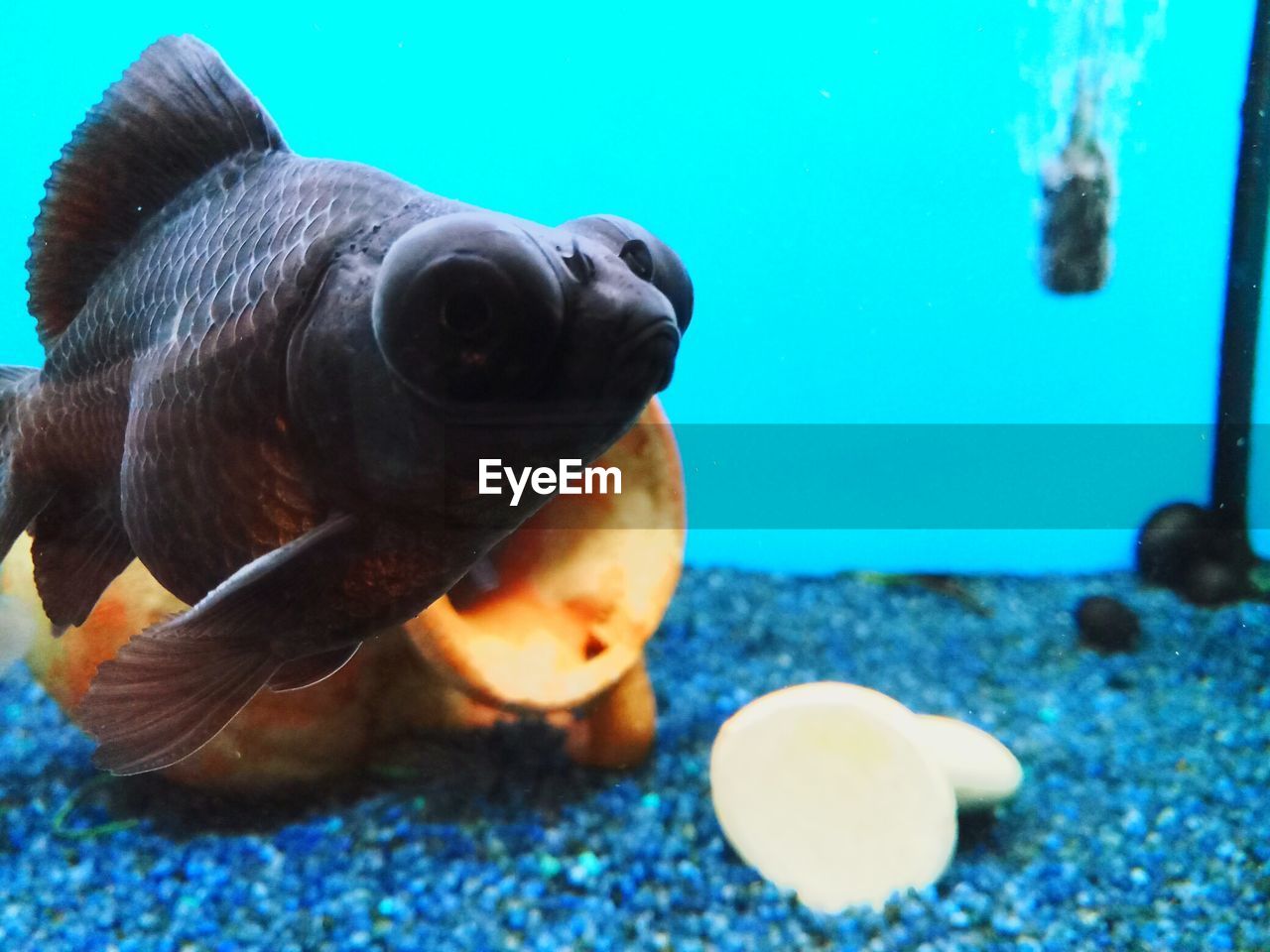 CLOSE-UP OF FISH UNDERWATER