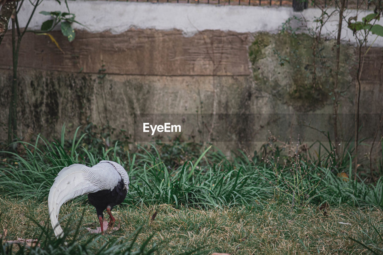 plant, animal, animal themes, bird, grass, wildlife, animal wildlife, nature, one animal, no people, day, zoo, growth, outdoors, field, green