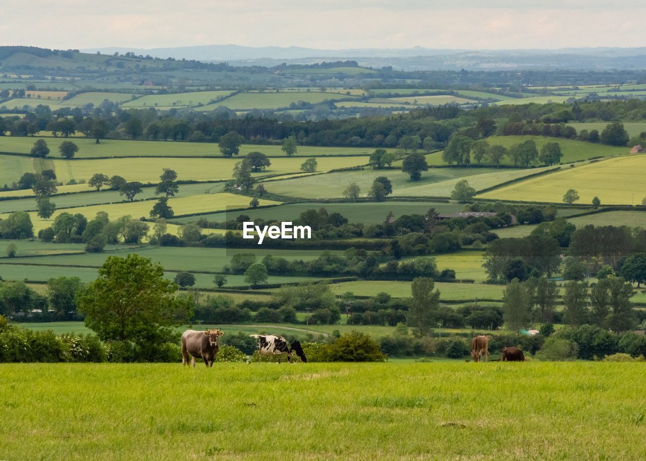 View of  cows grazing in field