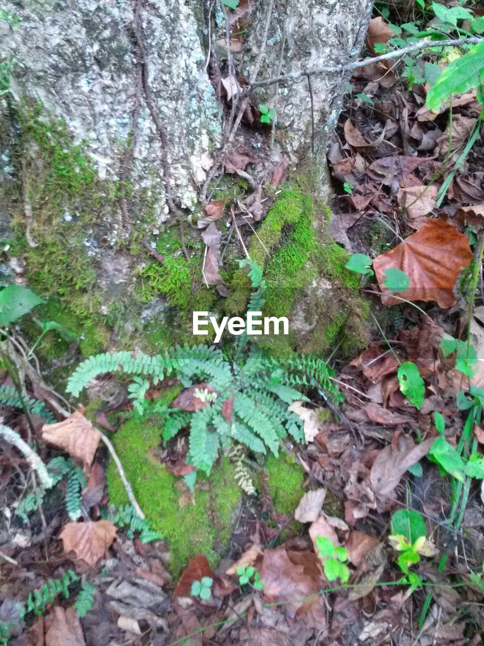 CLOSE-UP OF TREE TRUNK IN FOREST