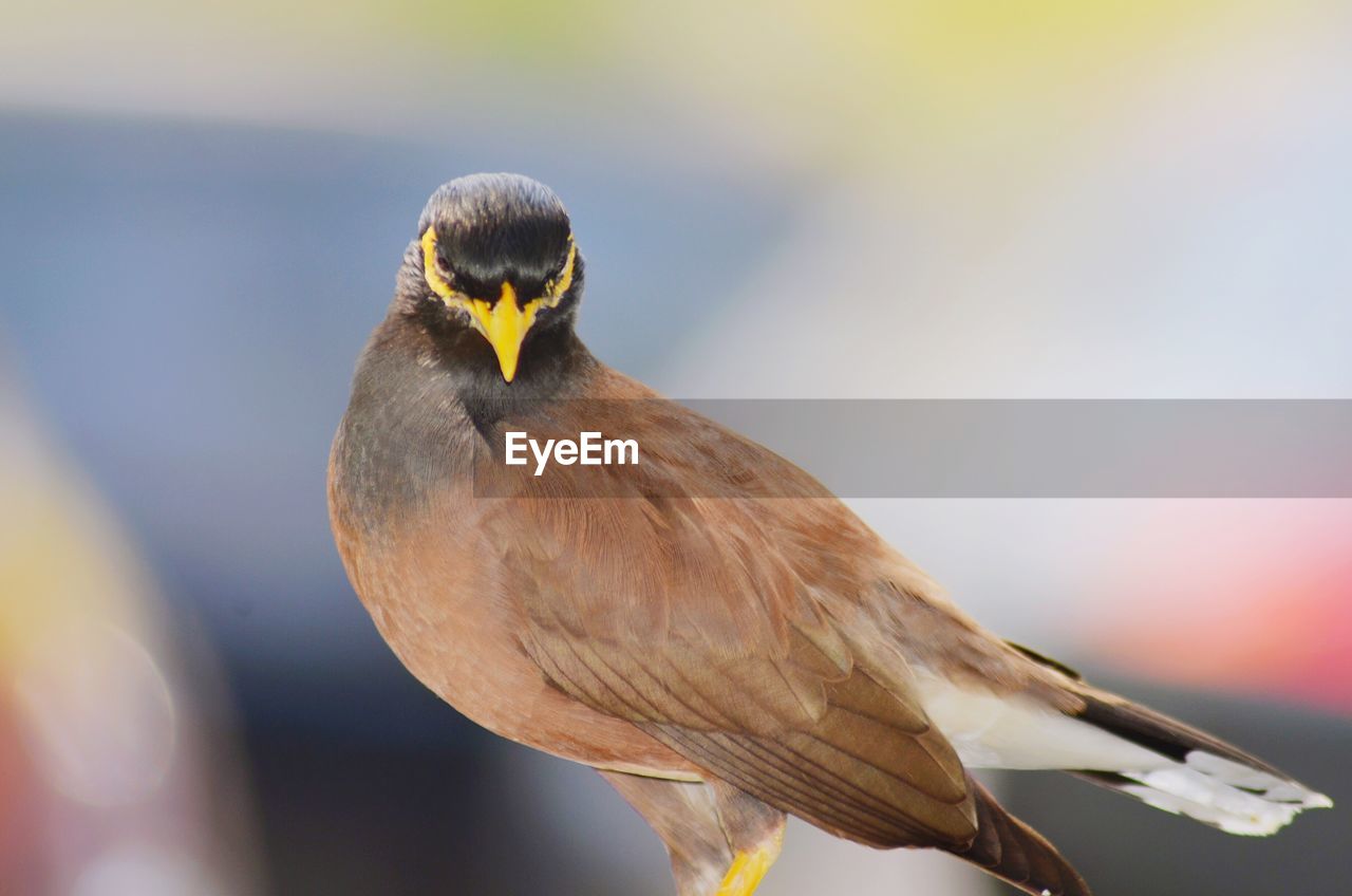 CLOSE-UP OF BIRD PERCHING ON OUTDOORS