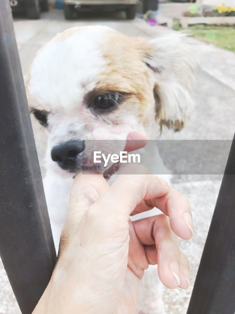 CLOSE-UP OF HAND HOLDING DOG WITH MOUTH