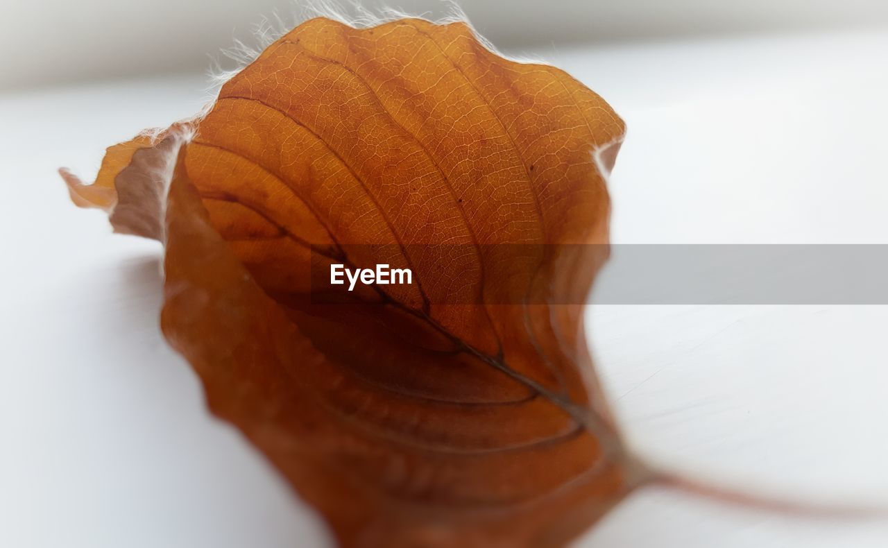 CLOSE-UP OF AUTUMN LEAF ON WHITE