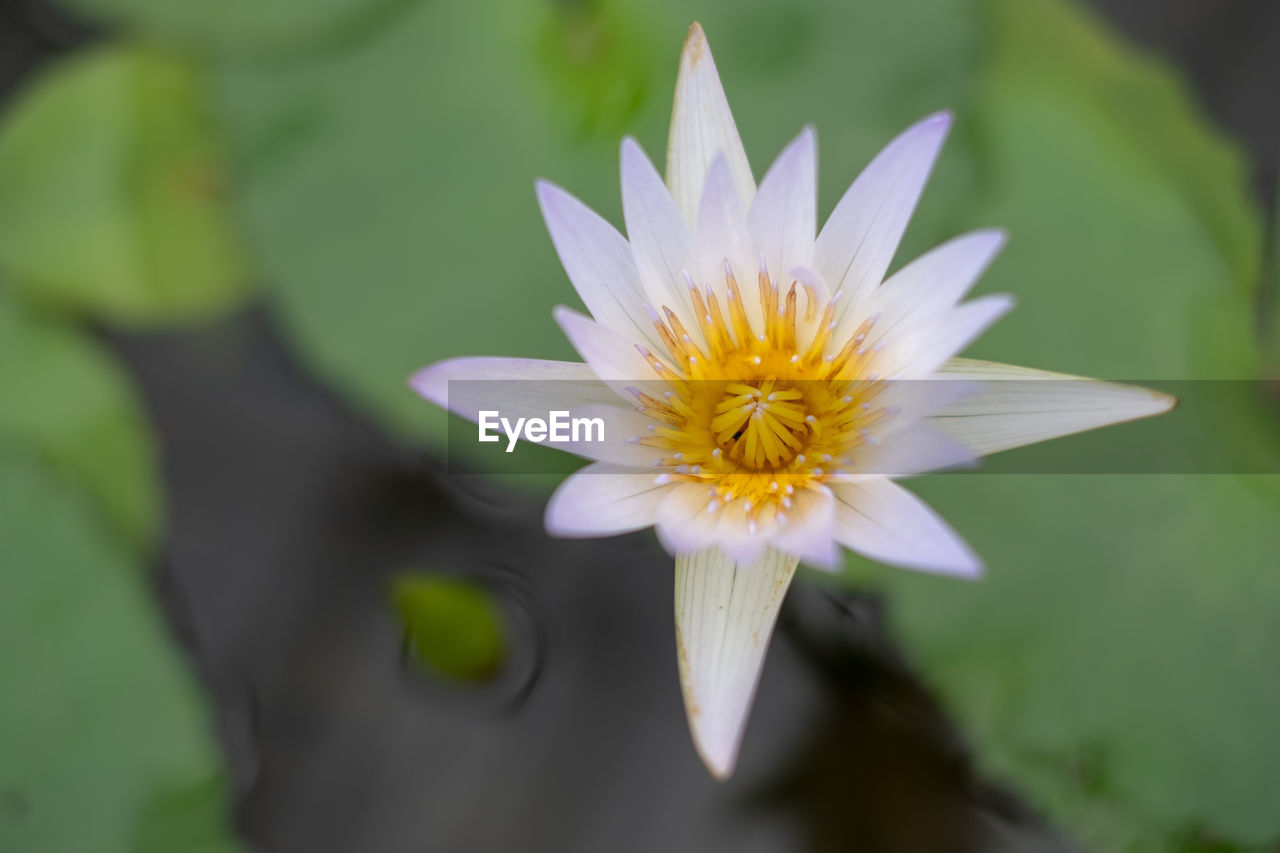CLOSE-UP OF WATER LILY