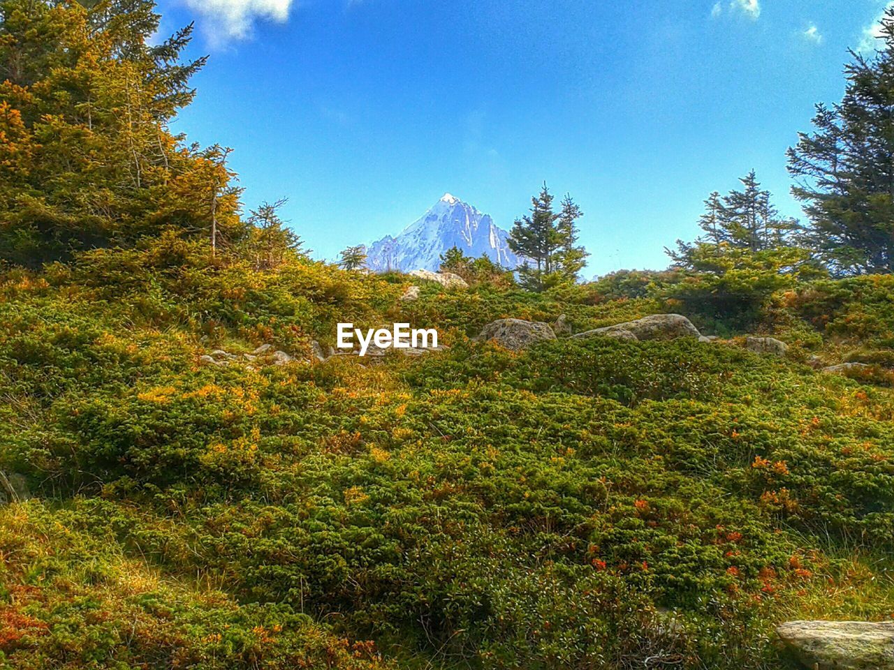 Lush foliage in mountains blue sky