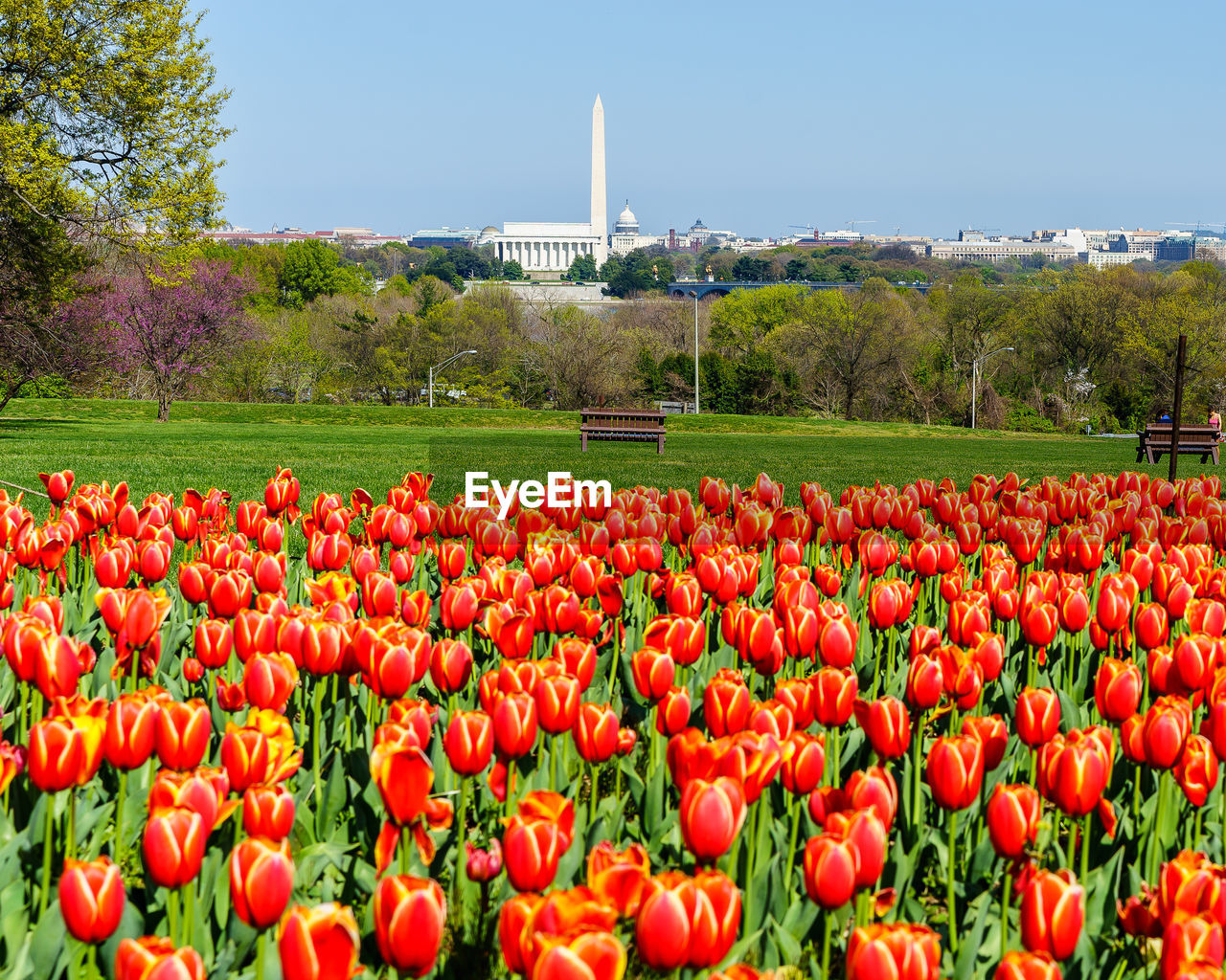 Close-up of red tulips blooming in field