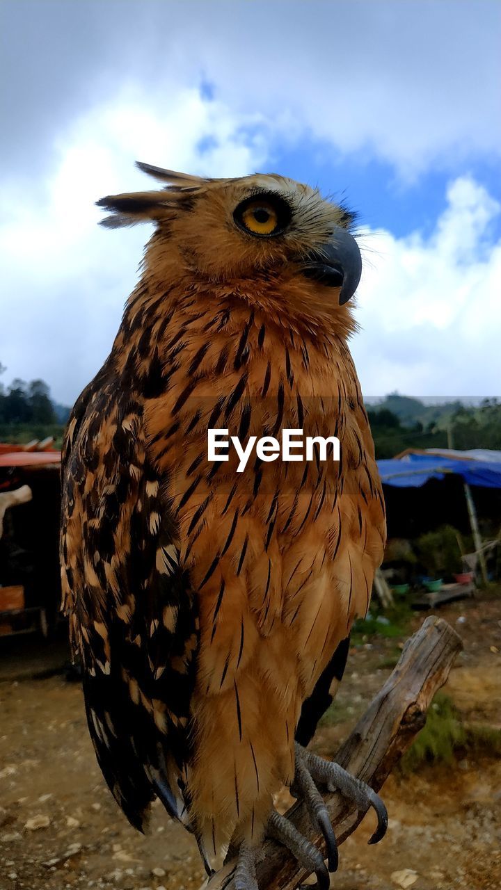 CLOSE-UP PORTRAIT OF EAGLE PERCHING ON A ROCK