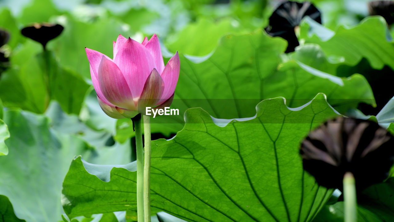 flower, plant, leaf, flowering plant, plant part, freshness, aquatic plant, beauty in nature, water lily, nature, green, proteales, close-up, pink, lotus water lily, petal, growth, fragility, flower head, inflorescence, no people, water, lily, pond, outdoors, macro photography, springtime, blossom, day, focus on foreground, botany, purple