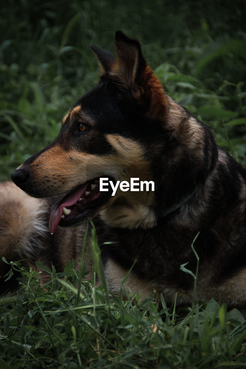 CLOSE-UP OF A DOG LYING ON FIELD